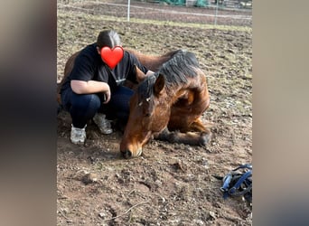 Más caballos centroeuropeos, Caballo castrado, 19 años, 168 cm, Castaño