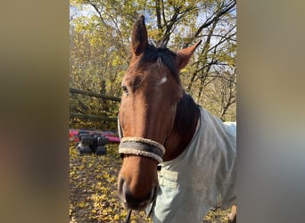 Más caballos centroeuropeos, Caballo castrado, 19 años, 168 cm, Castaño