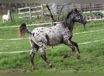 Más caballos centroeuropeos, Caballo castrado, 1 año, 155 cm, Atigrado/Moteado