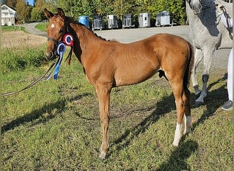 Más caballos centroeuropeos, Caballo castrado, 1 año, 170 cm, Castaño rojizo