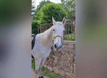 Más caballos centroeuropeos, Caballo castrado, 20 años, 158 cm, Tordo