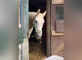 Más caballos centroeuropeos, Caballo castrado, 20 años, 158 cm, Tordo