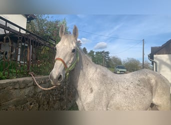 Más caballos centroeuropeos, Caballo castrado, 20 años, 158 cm, Tordo