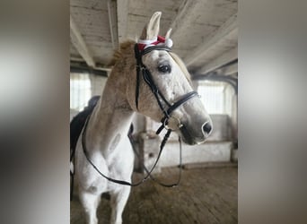 Más caballos centroeuropeos Mestizo, Caballo castrado, 20 años, 161 cm, White/Blanco