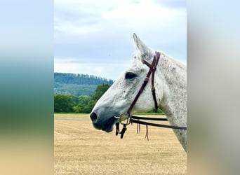 Más caballos centroeuropeos, Caballo castrado, 20 años, 162 cm, Tordo picazo