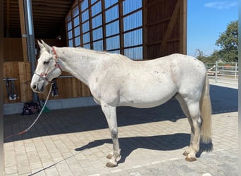 Más caballos centroeuropeos, Caballo castrado, 20 años, 162 cm, Tordo picazo