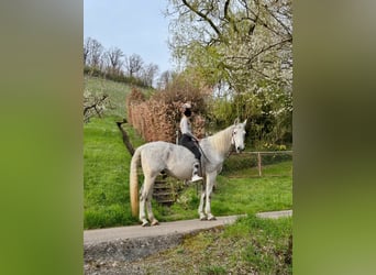 Más caballos centroeuropeos, Caballo castrado, 20 años, 162 cm, Tordo picazo