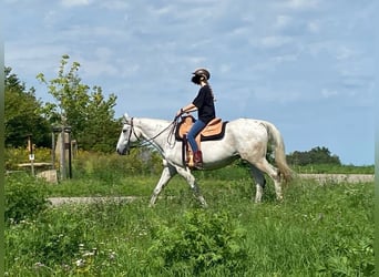 Más caballos centroeuropeos, Caballo castrado, 20 años, 162 cm, Tordo picazo