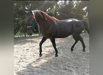 Más caballos centroeuropeos, Caballo castrado, 22 años, 163 cm, Morcillo