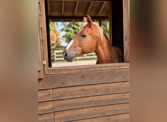 Más caballos centroeuropeos, Caballo castrado, 23 años, 156 cm, Castaño claro