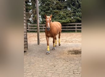 Más caballos centroeuropeos, Caballo castrado, 23 años, 156 cm, Castaño claro