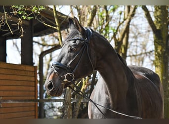 Más caballos centroeuropeos, Caballo castrado, 23 años, 165 cm, Castaño oscuro