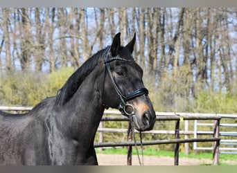 Más caballos centroeuropeos, Caballo castrado, 23 años, 165 cm, Castaño oscuro