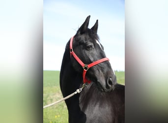 Más caballos centroeuropeos, Caballo castrado, 23 años, 165 cm, Morcillo