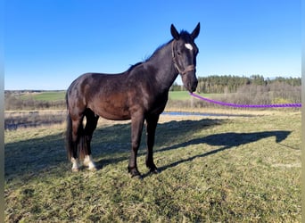 Más caballos centroeuropeos Mestizo, Caballo castrado, 2 años, 158 cm, Negro