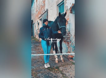 Más caballos centroeuropeos, Caballo castrado, 2 años, 165 cm, Negro