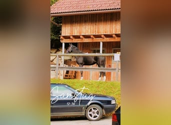 Más caballos centroeuropeos, Caballo castrado, 2 años, 165 cm, Negro