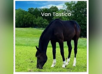 Más caballos centroeuropeos, Caballo castrado, 2 años, 165 cm, Negro