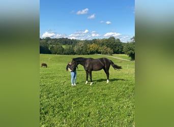Más caballos centroeuropeos, Caballo castrado, 2 años, 165 cm, Negro