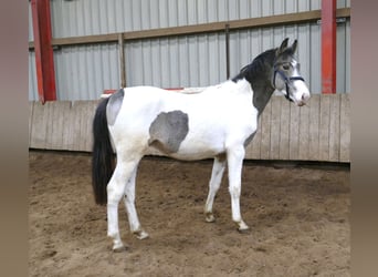 Más caballos centroeuropeos, Caballo castrado, 2 años, 168 cm, Pío
