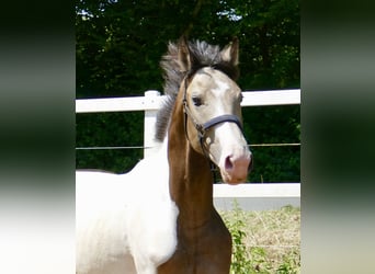 Más caballos centroeuropeos, Caballo castrado, 2 años, 168 cm, Pío