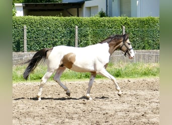 Más caballos centroeuropeos, Caballo castrado, 2 años, 168 cm, Pío