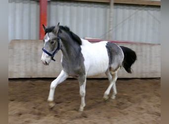 Más caballos centroeuropeos, Caballo castrado, 2 años, 168 cm, Pío