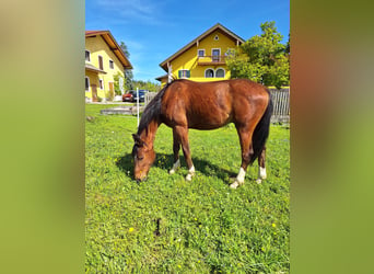 Más caballos centroeuropeos, Caballo castrado, 2 años, 170 cm, Castaño