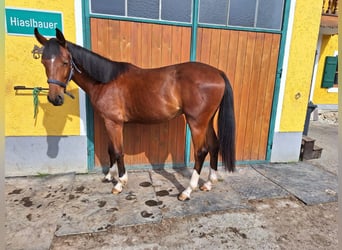 Más caballos centroeuropeos, Caballo castrado, 2 años, 170 cm, Castaño