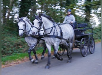 Más caballos centroeuropeos Mestizo, Caballo castrado, 3 años, 154 cm