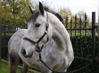 Más caballos centroeuropeos Mestizo, Caballo castrado, 3 años, 154 cm