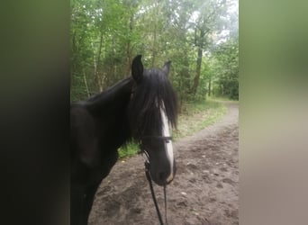 Más caballos centroeuropeos, Caballo castrado, 3 años, 154 cm, Negro