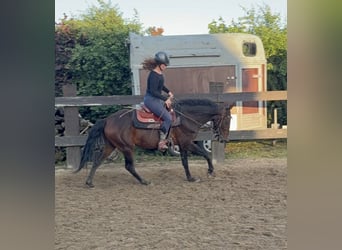 Más caballos centroeuropeos, Caballo castrado, 3 años, 155 cm, Castaño