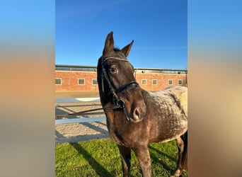 Más caballos centroeuropeos, Caballo castrado, 3 años, 155 cm, Castaño oscuro