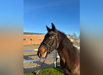 Más caballos centroeuropeos, Caballo castrado, 3 años, 155 cm, Castaño oscuro