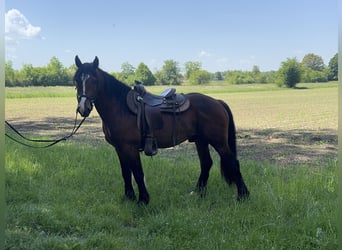 Más caballos centroeuropeos, Caballo castrado, 3 años, 155 cm, Castaño oscuro