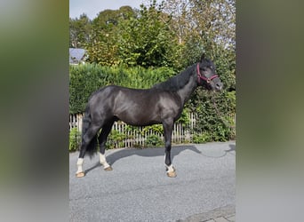 Más caballos centroeuropeos, Caballo castrado, 3 años, 155 cm, Negro