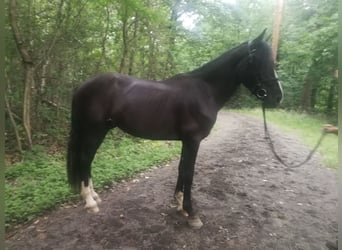 Más caballos centroeuropeos, Caballo castrado, 3 años, 155 cm, Negro