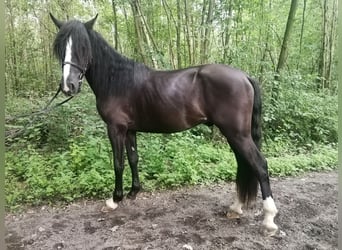 Más caballos centroeuropeos, Caballo castrado, 3 años, 155 cm, Negro