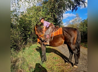 Más caballos centroeuropeos, Caballo castrado, 3 años, 157 cm, Castaño oscuro