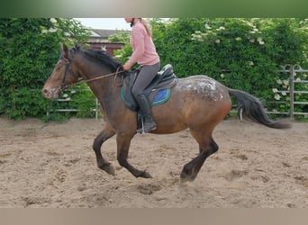 Más caballos centroeuropeos, Caballo castrado, 3 años, 158 cm, Atigrado/Moteado