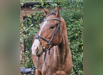 Más caballos centroeuropeos, Caballo castrado, 3 años, 160 cm, Castaño