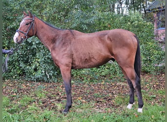 Más caballos centroeuropeos, Caballo castrado, 3 años, 160 cm, Castaño