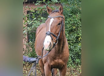 Más caballos centroeuropeos, Caballo castrado, 3 años, 160 cm, Castaño