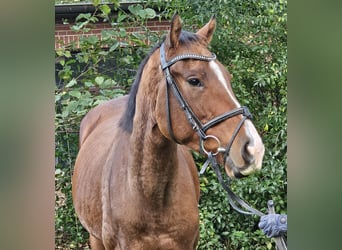 Más caballos centroeuropeos, Caballo castrado, 3 años, 160 cm, Castaño