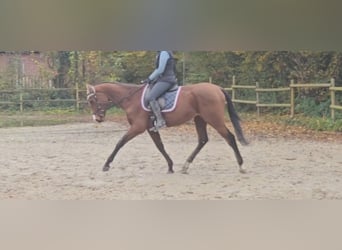 Más caballos centroeuropeos, Caballo castrado, 3 años, 160 cm, Castaño