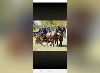 Más caballos centroeuropeos, Caballo castrado, 3 años, 160 cm, Castaño