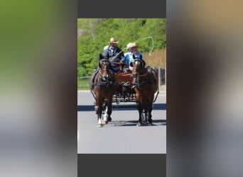 Más caballos centroeuropeos, Caballo castrado, 3 años, 160 cm, Castaño