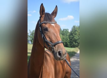 Más caballos centroeuropeos Mestizo, Caballo castrado, 3 años, 160 cm, Castaño rojizo