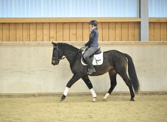 Más caballos centroeuropeos, Caballo castrado, 3 años, 160 cm, Negro